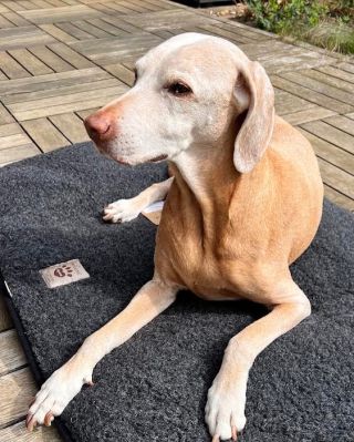 Hledáte dokonalé místo pro odpočinek vašeho psa či kočky? 🐾 Naše pelíšky a podložky z ovčí vlny jsou láskou na první...