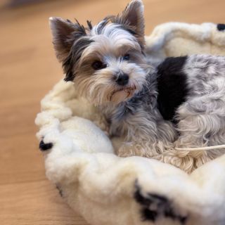 🐶 Pelíšek — to je postel pro psa. Mazlíček by měl mít své vlastní místo na spaní, kde ho nikdo nebude rušit a kde si může...